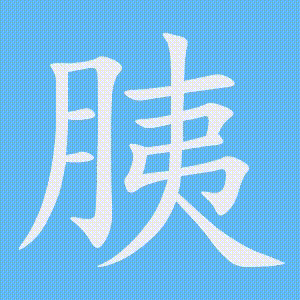 胰的笔顺动画演示