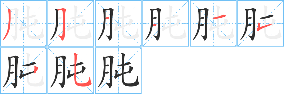 肫的笔顺分步演示